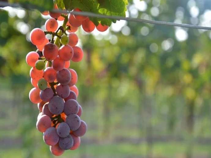 Piwi! Αμπέλια ανθεκτικά στους μύκητες!